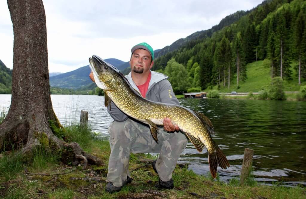 Kapitaler Raubfisch auf dem Brennsee